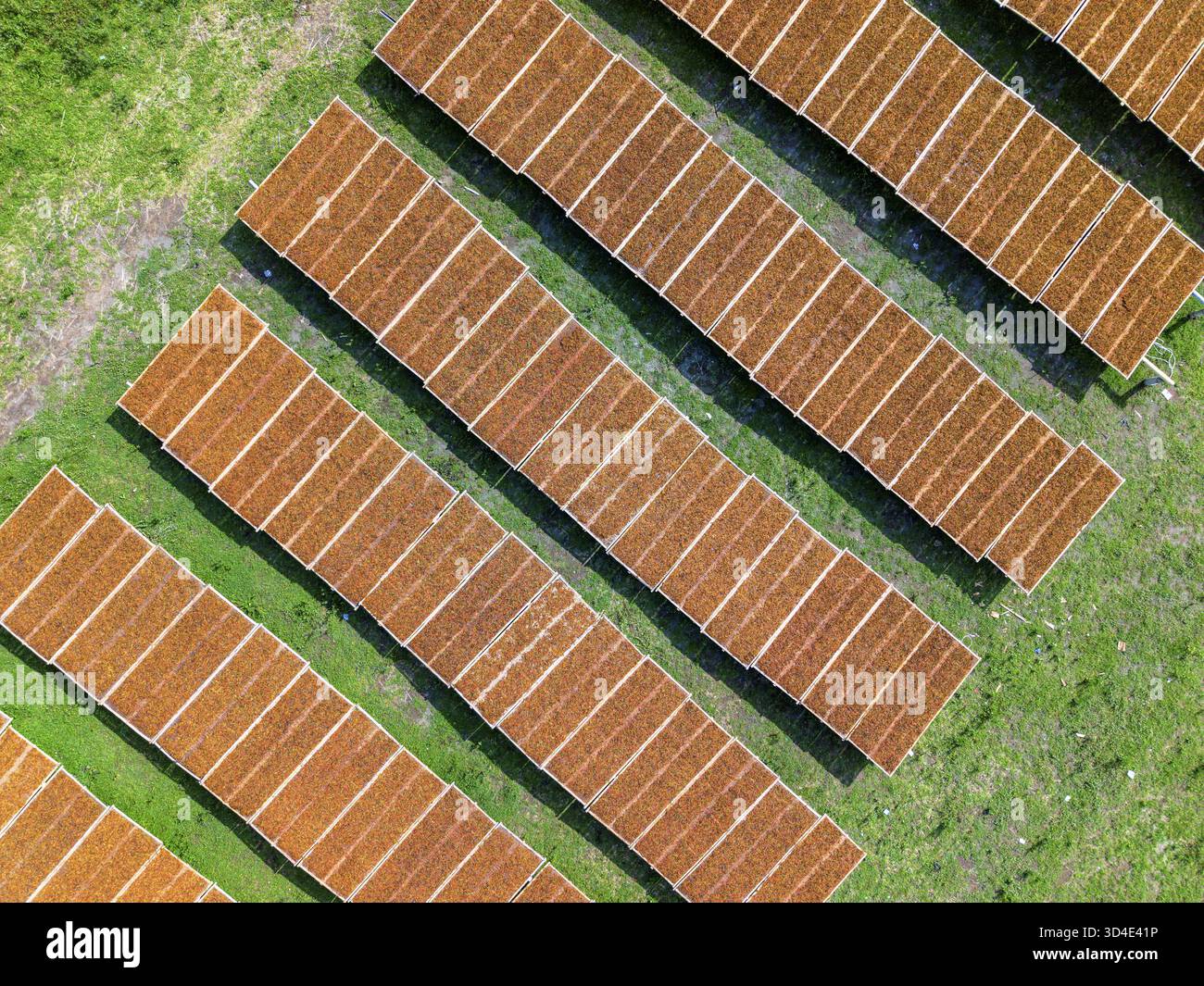 Tobacco drying racks hi-res stock photography and images