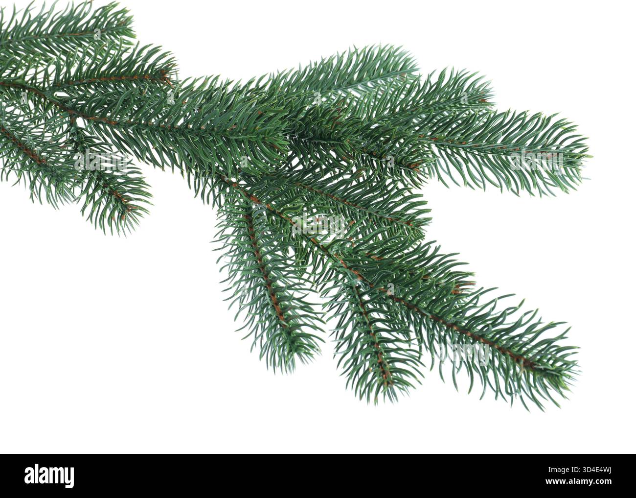 Branch of artificial fir tree isolated on white. Christmas decor Stock ...