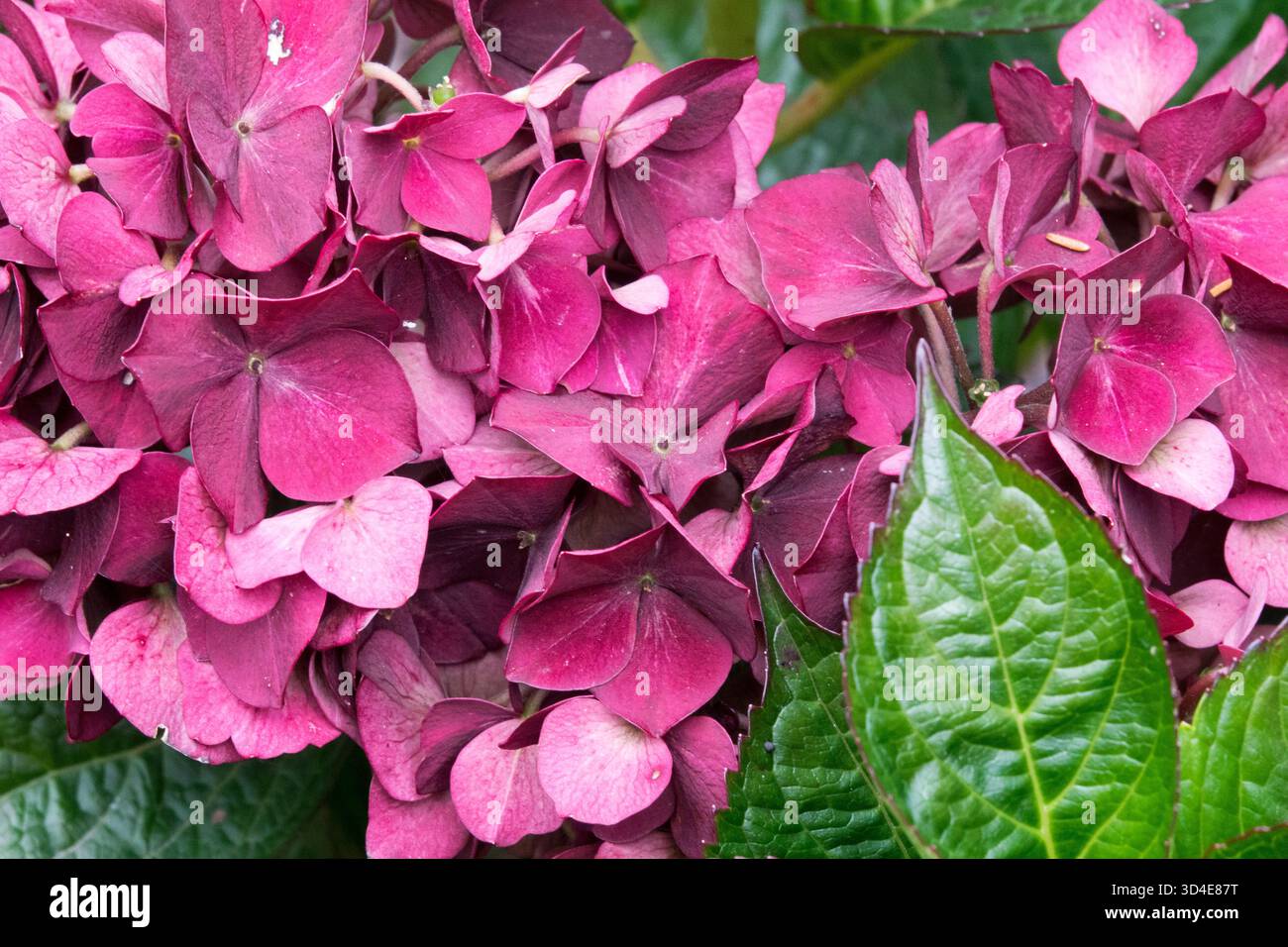 Mophead Hydrangea Red Bigleaf Hydrangea Stock Photo