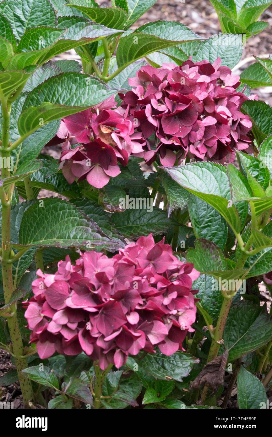 Mophead Hydrangea blooming Bigleaf Hydrangea Stock Photo