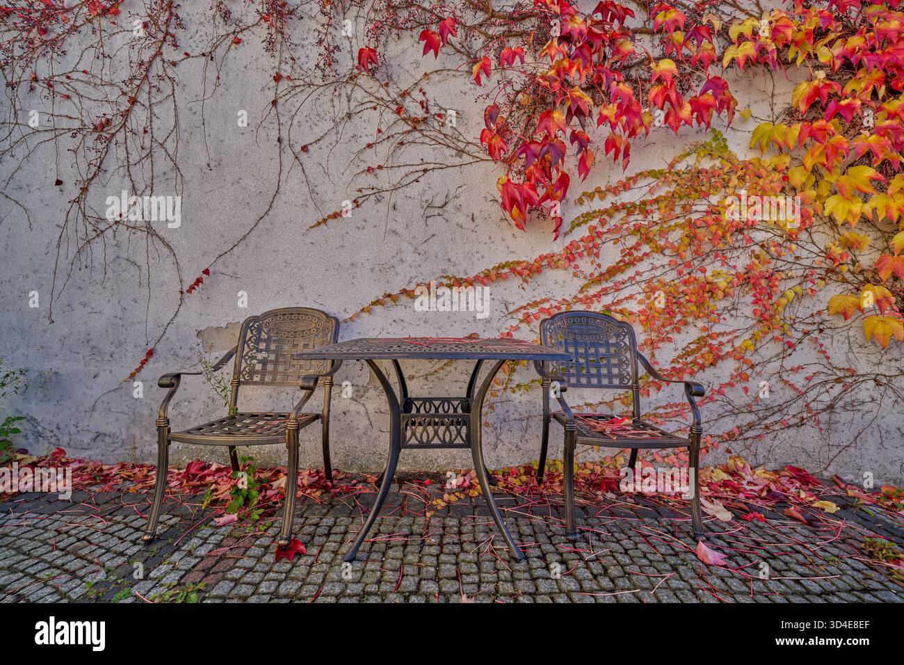 Two chairs and the table with colourful autumn ivy in the background Stock Photo