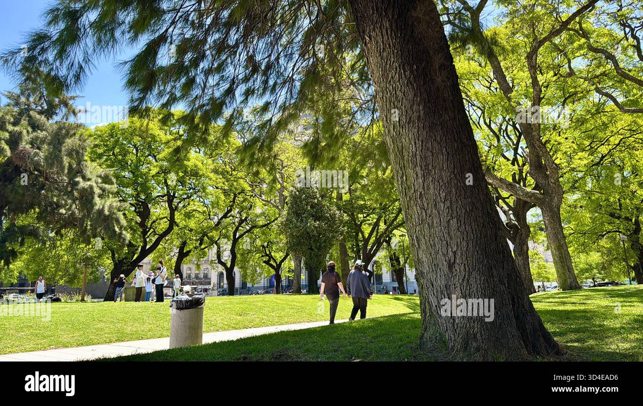 Large tree trunk and lush green park near Palacio Libertad in Buenos Aires, Argentina, with people walking and relaxing under sunny skies. - Smartphone Captured Stock Image