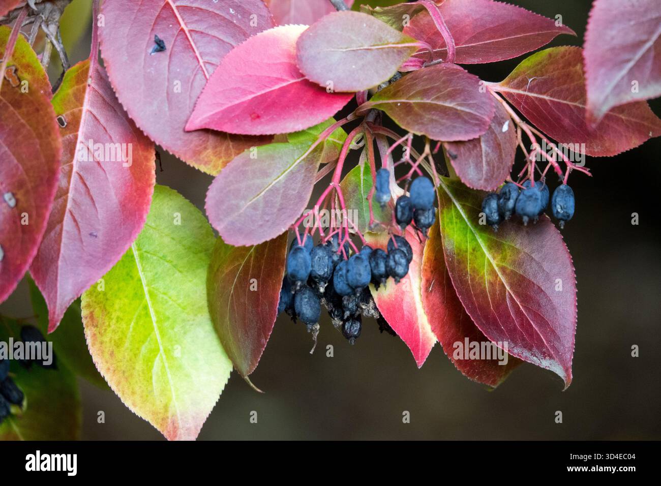 Red Turn Reddish Turning Autumn Turned Foliage Colour Change, Viburnum ...