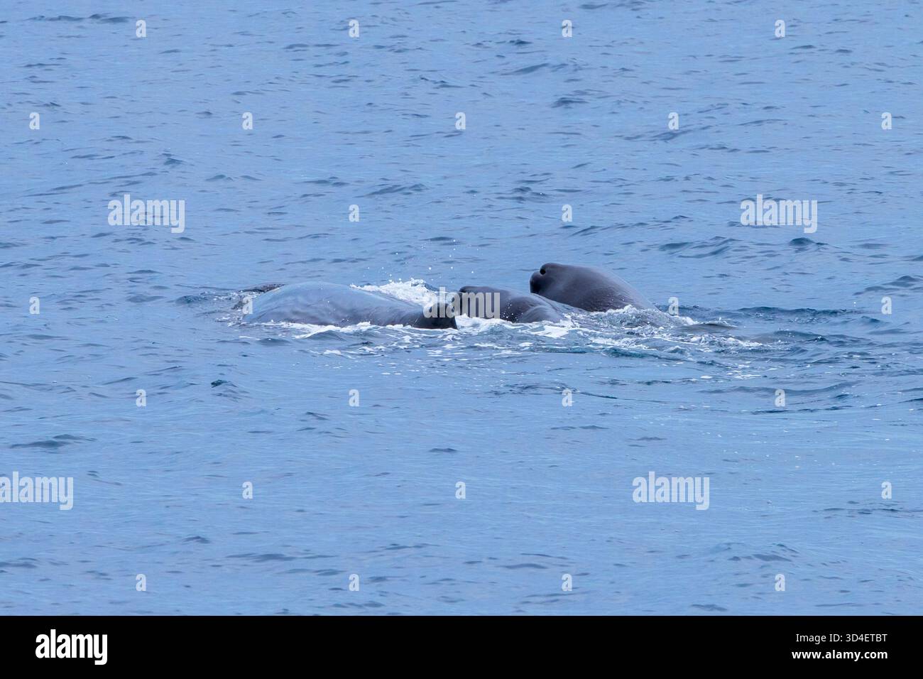 Two sperm whale calves hi-res stock photography and images - Alamy