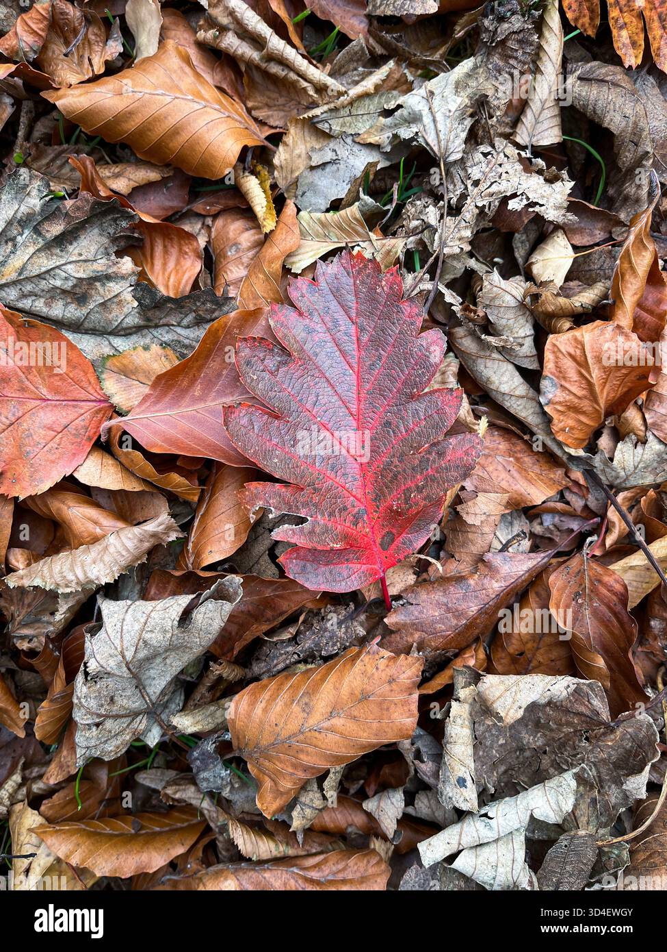 Autumn Leaves Background with a Single beautiful Red Leaf in in the middle in England - Smartphone Captured Stock Image