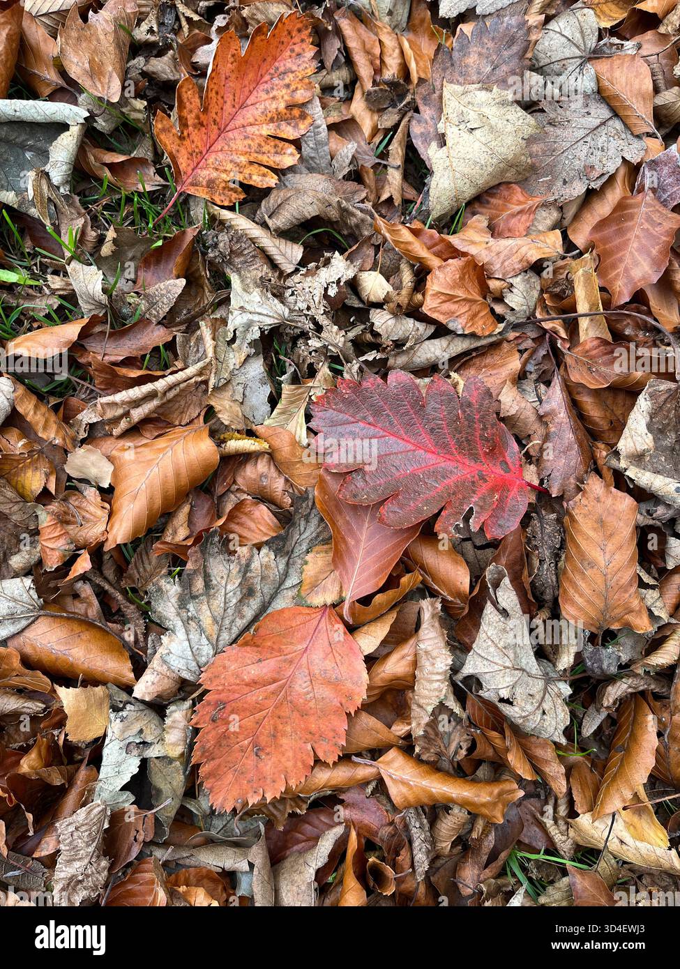 Autumn Leaves Background with a Single beautiful Red Leaf in in the middle in England - Smartphone Captured Stock Image