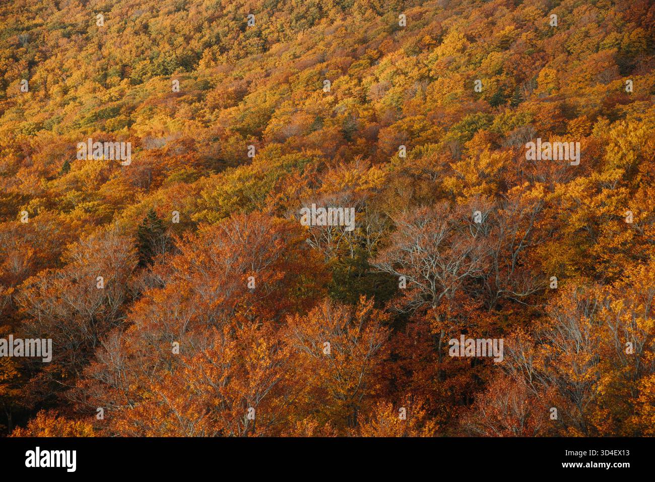 Scenic autumn landscapes in Aomori Prefecture, Japan, featuring Lake ...