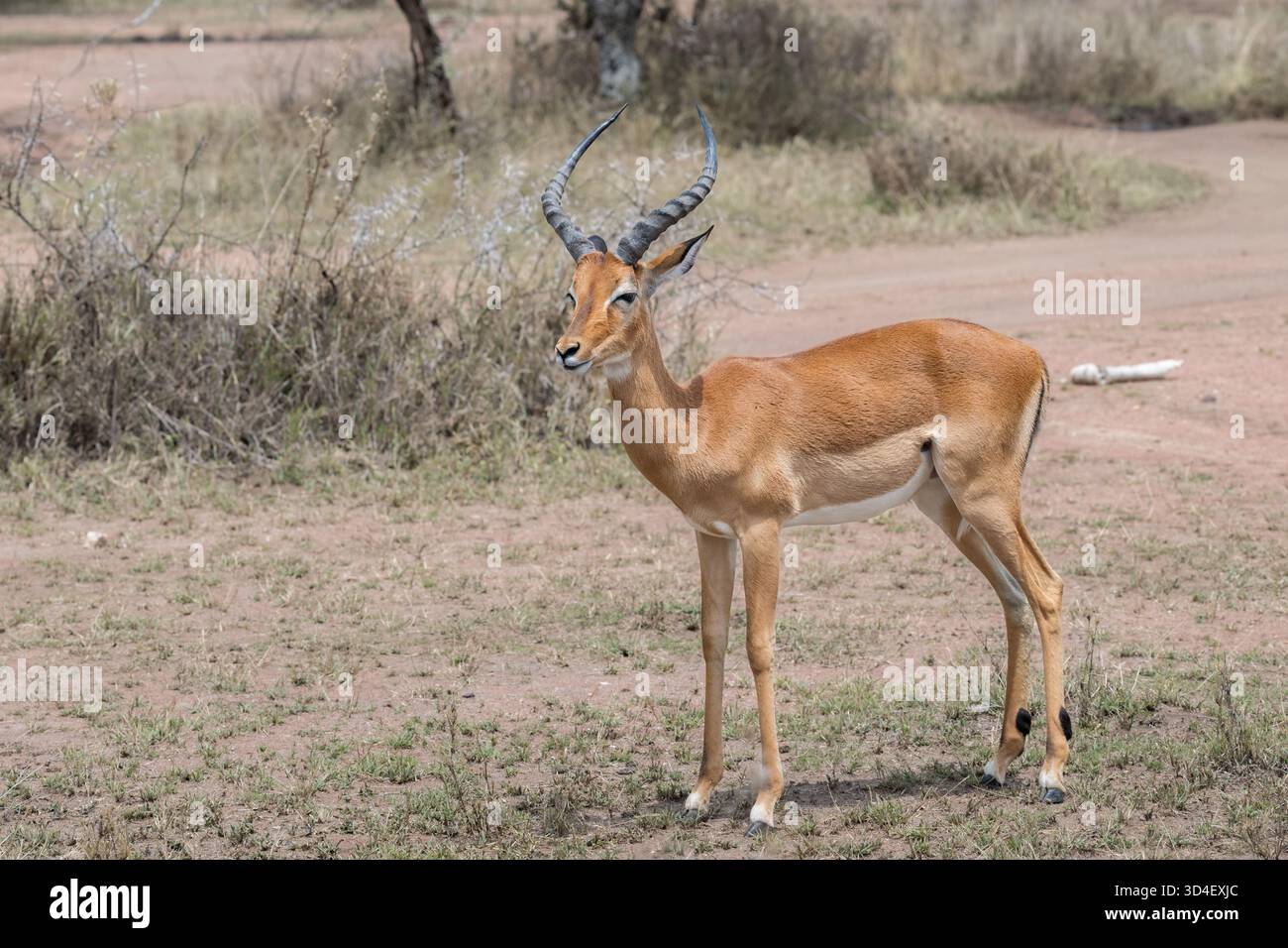 Impala (Aepyceros melampus), male adult, Serengeti National Park, Tanzania, Africa Stock Photo
