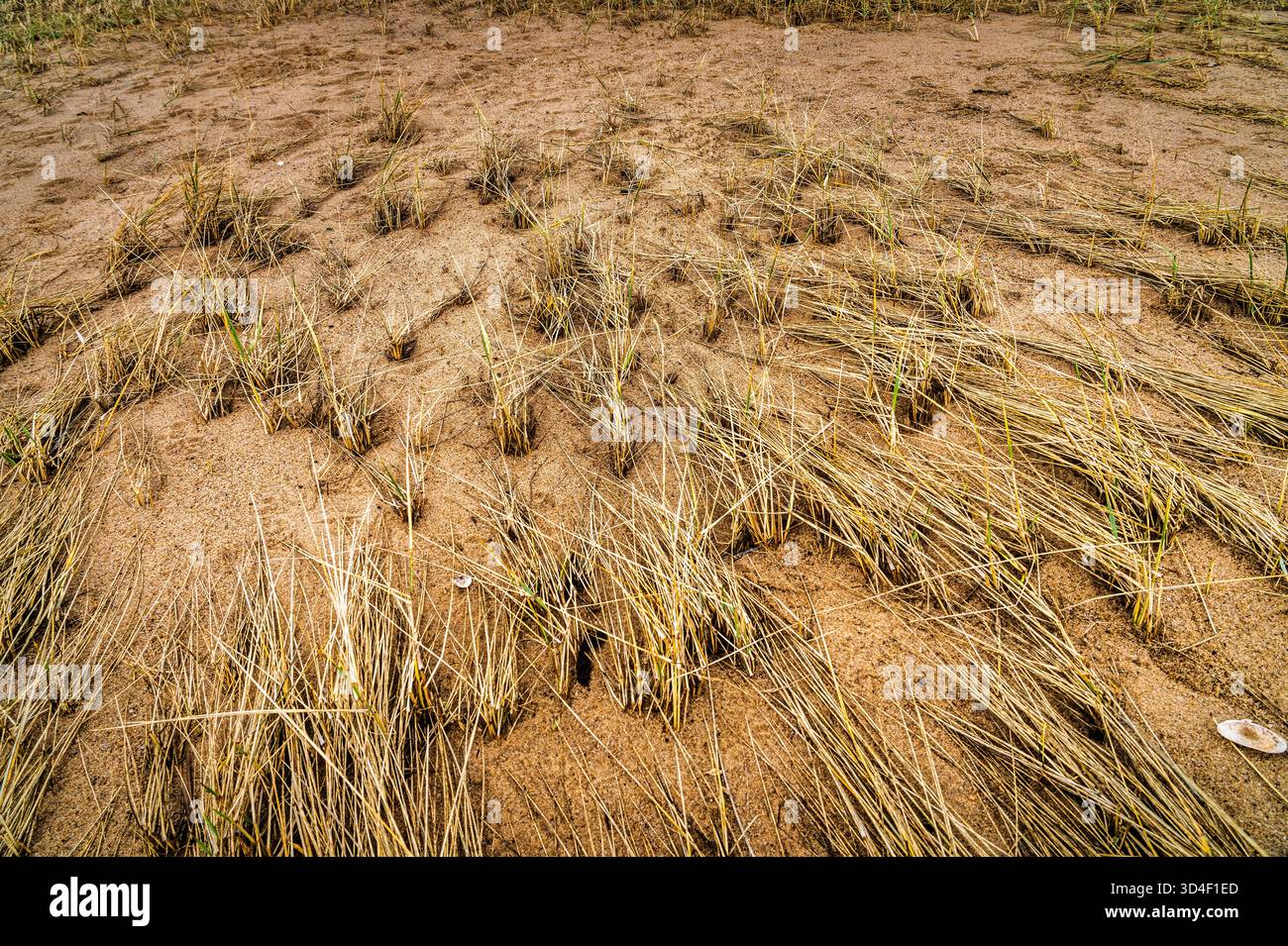 Dry, cracked soil and clumps of yellowed grass rise from a sparse rice ...