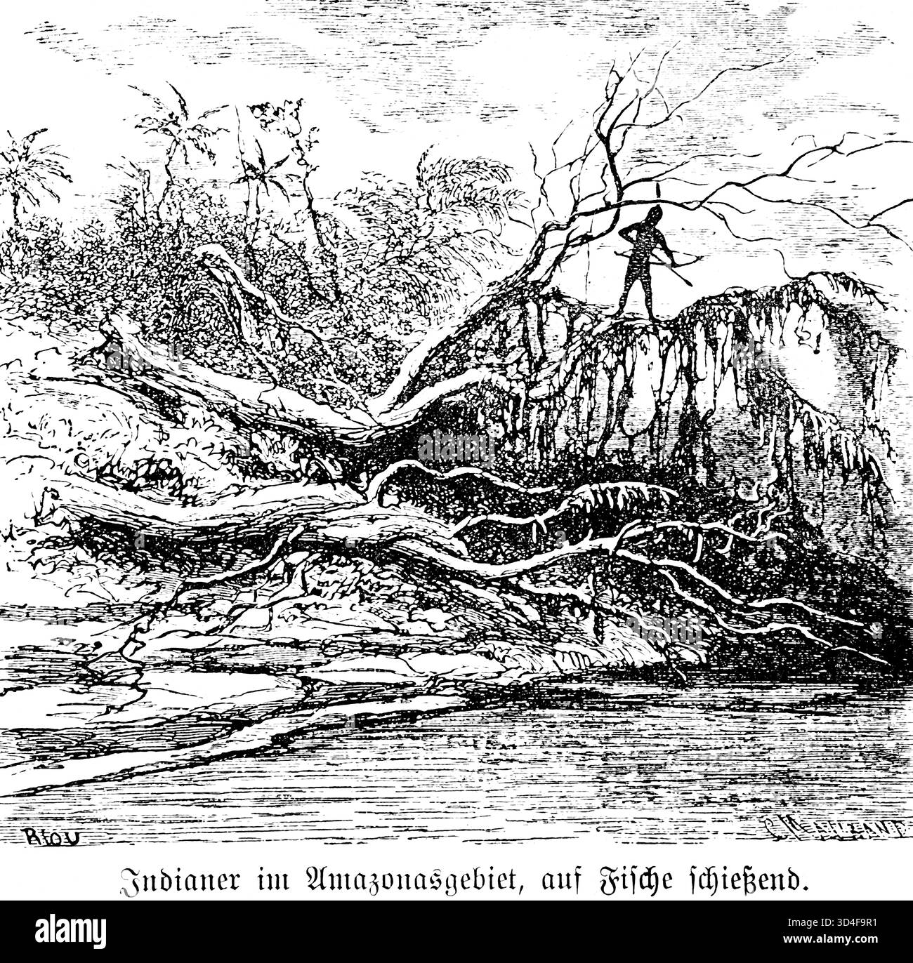 South indian rainforest Black and White Stock Photos & Images - Alamy