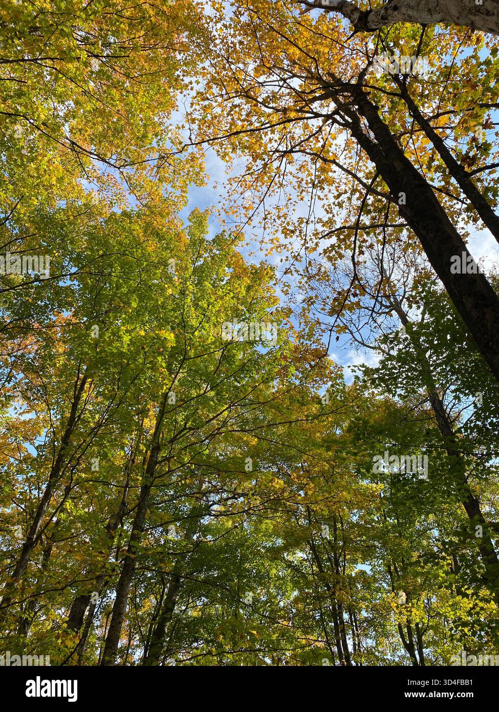 Looking up into a tree canopy and the sky at the fall foliage in autumn, at Laughing Whitefish Falls Scenic Site in the upper peninsula of Michigan, U - Smartphone Captured Stock Image