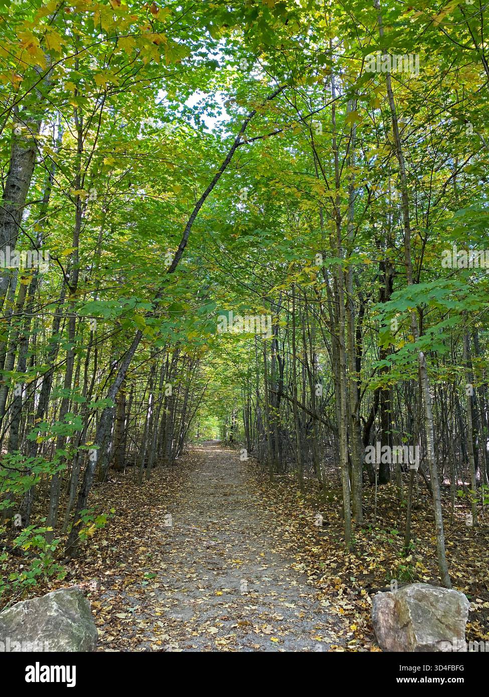 A tree tunnel of Maple and Beech trees with a hiking path leading deeper into the forest, with leaves changing colors, in the fall, in Michigan - Smartphone Captured Stock Image