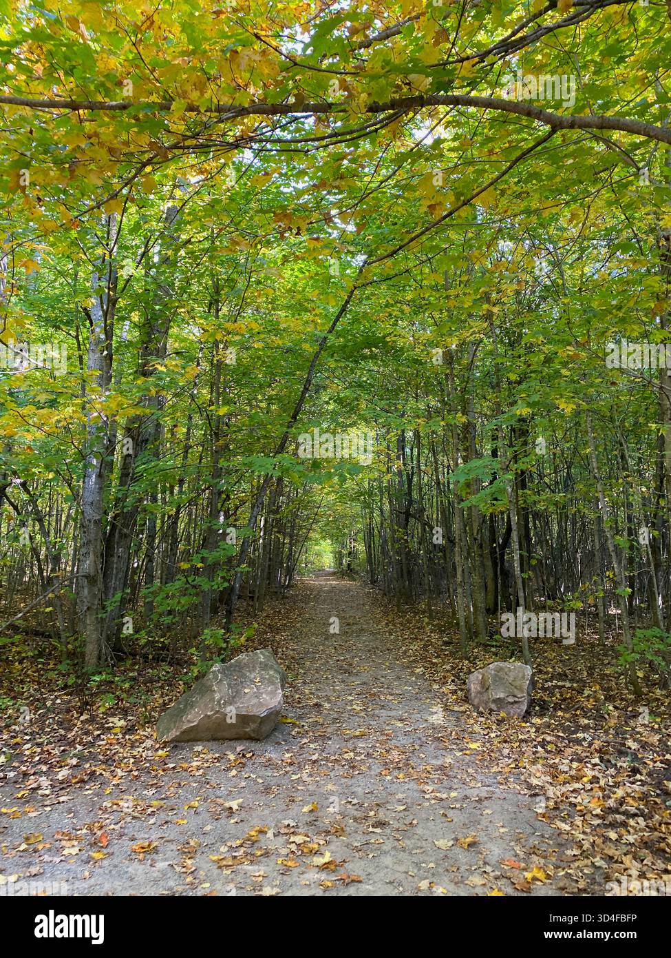A tree tunnel of Maple and Beech trees with a hiking path leading deeper into the forest, with leaves changing colors, in the fall, in Michigan - Smartphone Captured Stock Image