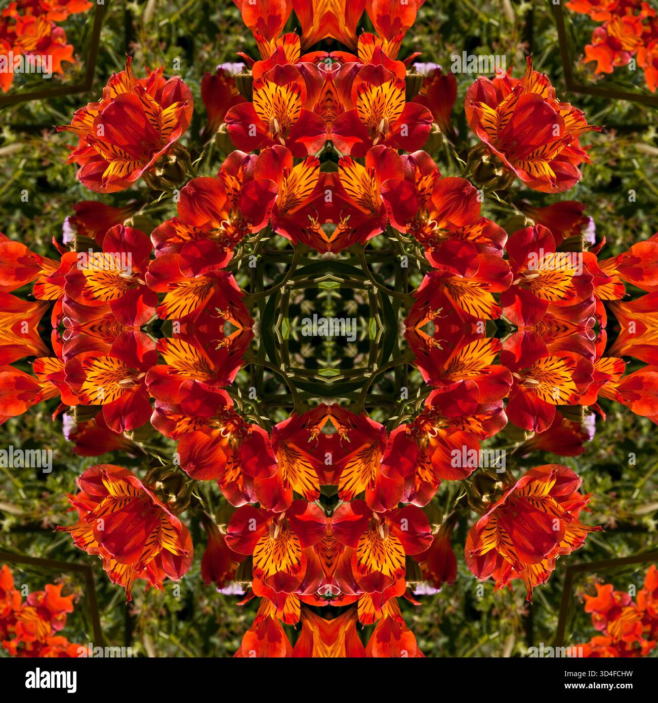 Kaleidoscope flowers hi-res stock photography and images - Alamy