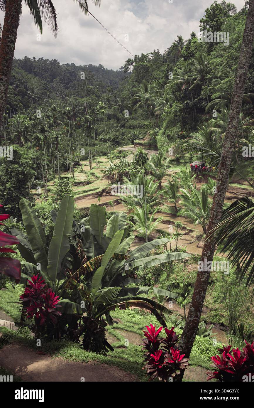 Rice terrace jungle hi-res stock photography and images - Alamy