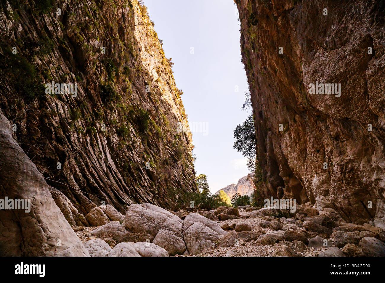 A view looking along the canyon floor, highlighting the dramatic contrast between the massive, striated, sunlit rock walls and the foreground of large Stock Photo
