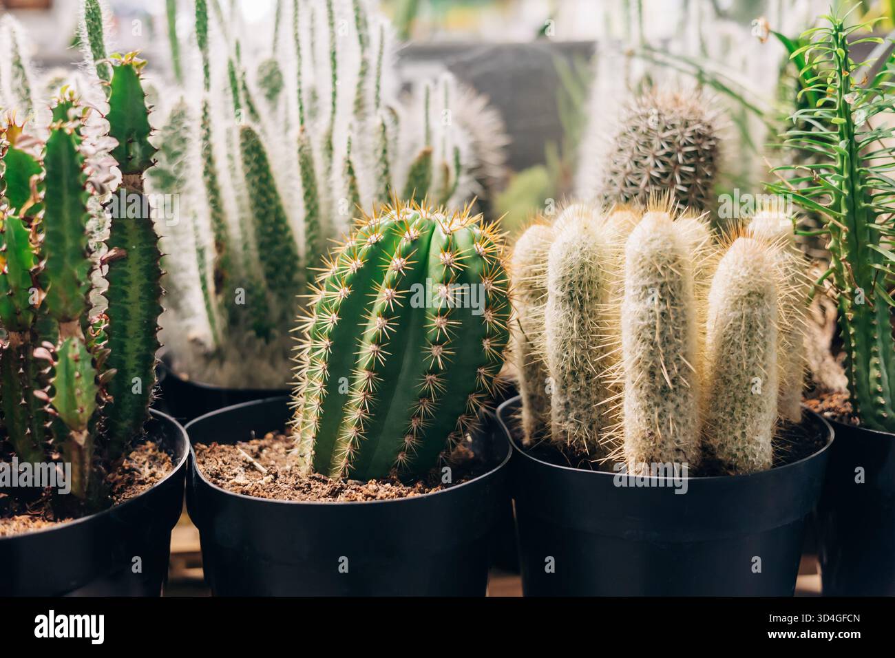 Multiple Cacti Showcasing multiple types hi-res stock photography and images - Alamy