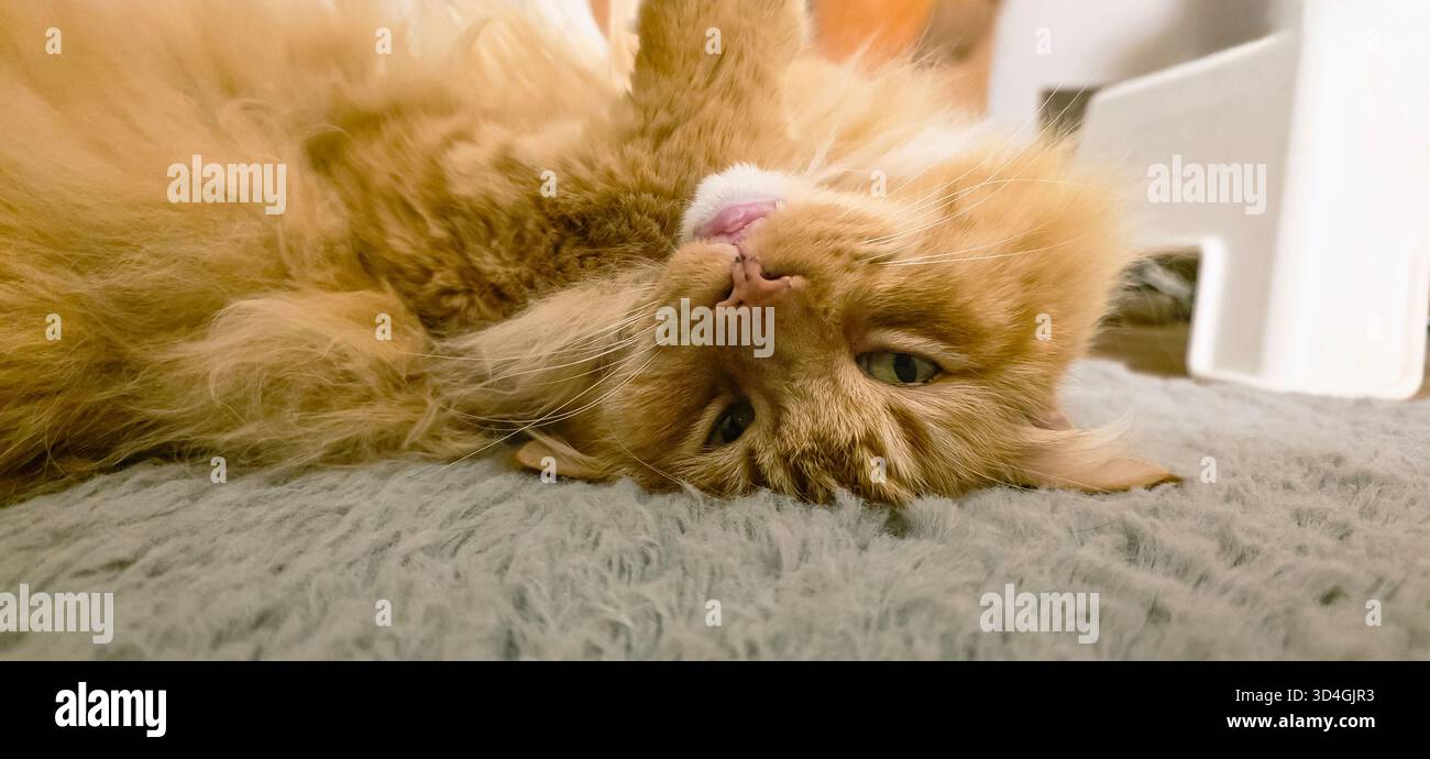 Fluffy orange cat is lounging playfully on a soft textured surface, showcasing its relaxed demeanor and playful personality. - Smartphone Captured Stock Image