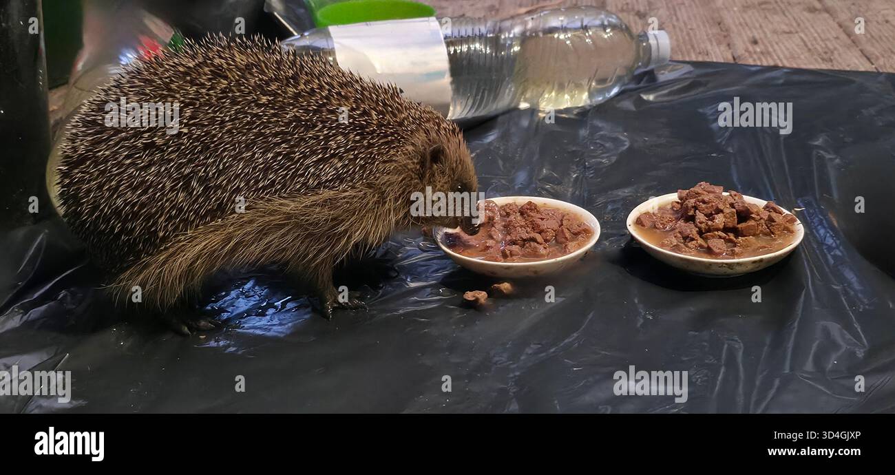 Hedgehog is enjoying a meal from two small bowls placed on a black surface, surrounded by a casual indoor setting. - Smartphone Captured Stock Image