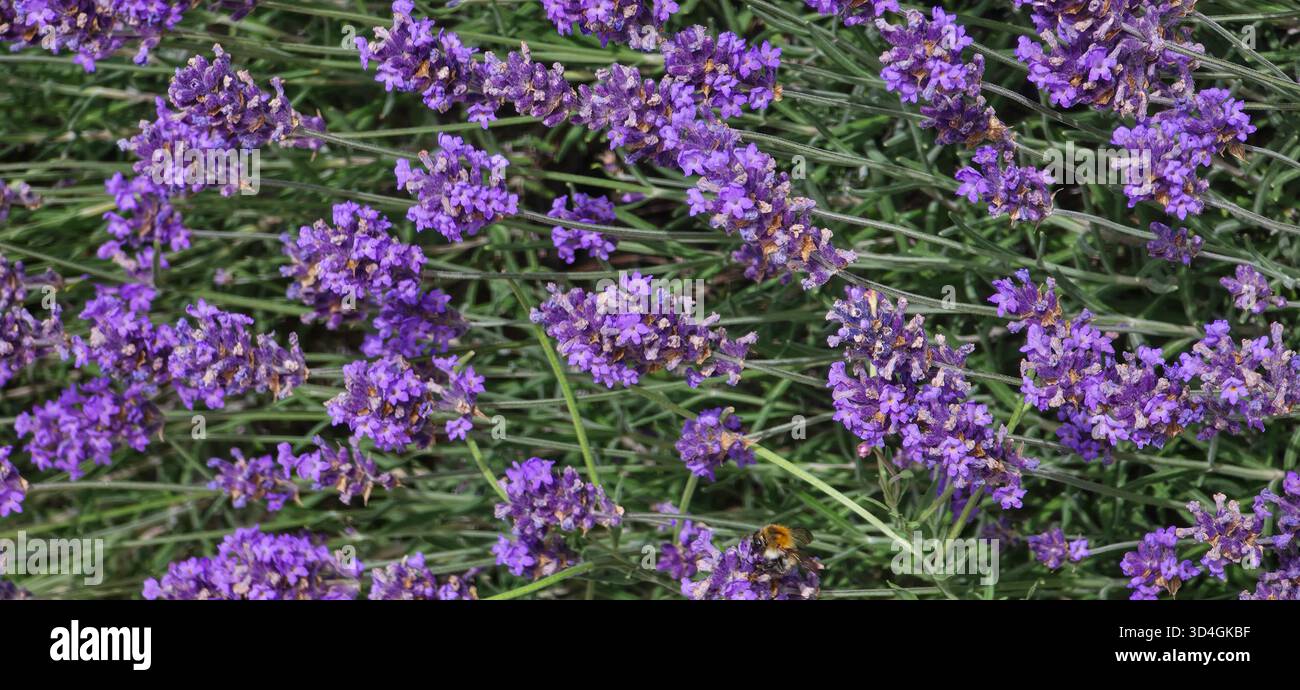 Vibrant lavender flowers are blooming in a lush green field under bright sunlight. - Smartphone Captured Stock Image