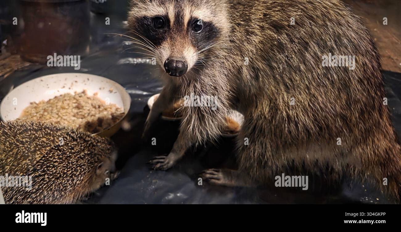 Raccoon and hedgehog are interacting in a cozy indoor space with food nearby. - Smartphone Captured Stock Image