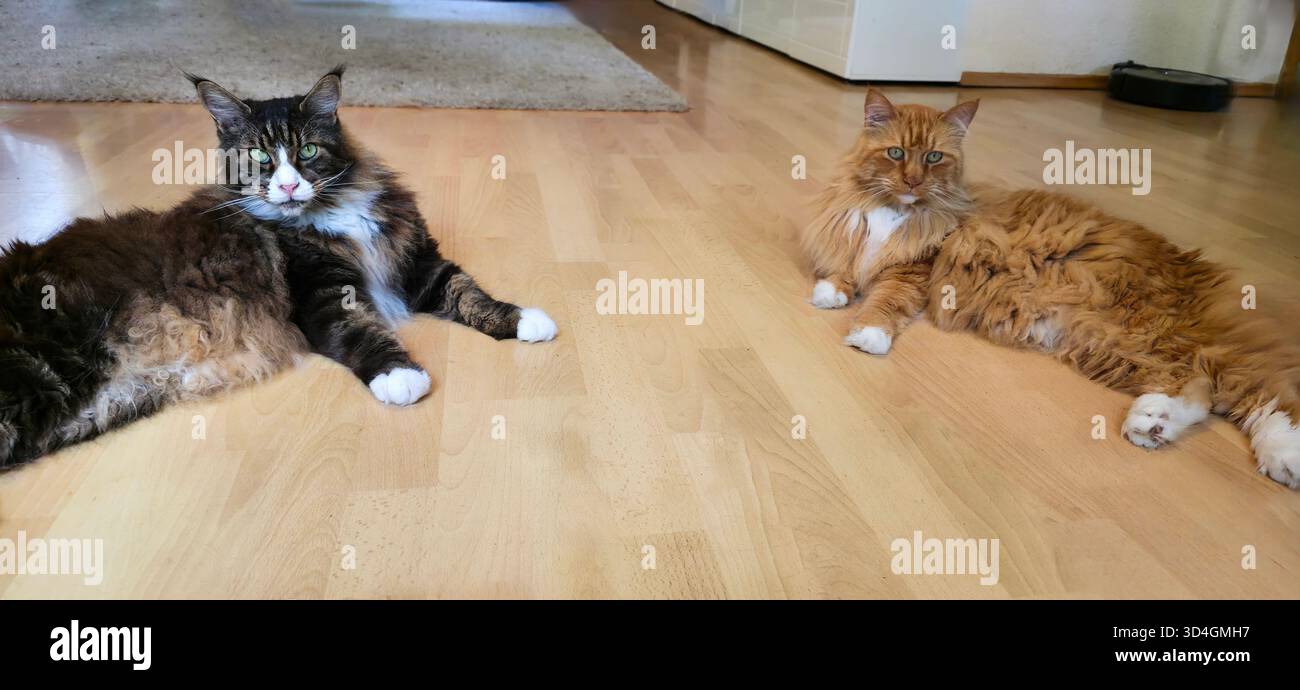 Two cats are lounging comfortably on a wooden floor, enjoying a cozy indoor atmosphere with soft lighting and a relaxed vibe. - Smartphone Captured Stock Image
