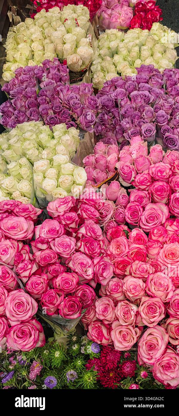 Colorful roses in shades of pink, purple, and white are beautifully arranged at a flower market, showcasing vibrant floral beauty and freshness. - Smartphone Captured Stock Image