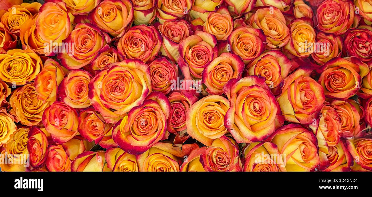 Vibrant bouquet features orange and yellow roses, showcasing their rich colors and delicate petals, creating a stunning floral arrangement. - Smartphone Captured Stock Image