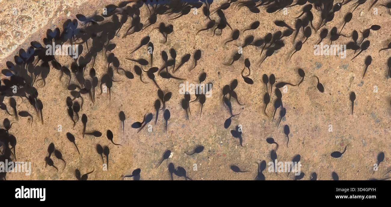 . School of tadpoles swimming gracefully in shallow water, showcasing their dark bodies against the sandy bottom, creating a lively aquatic scene - Smartphone Captured Stock Image