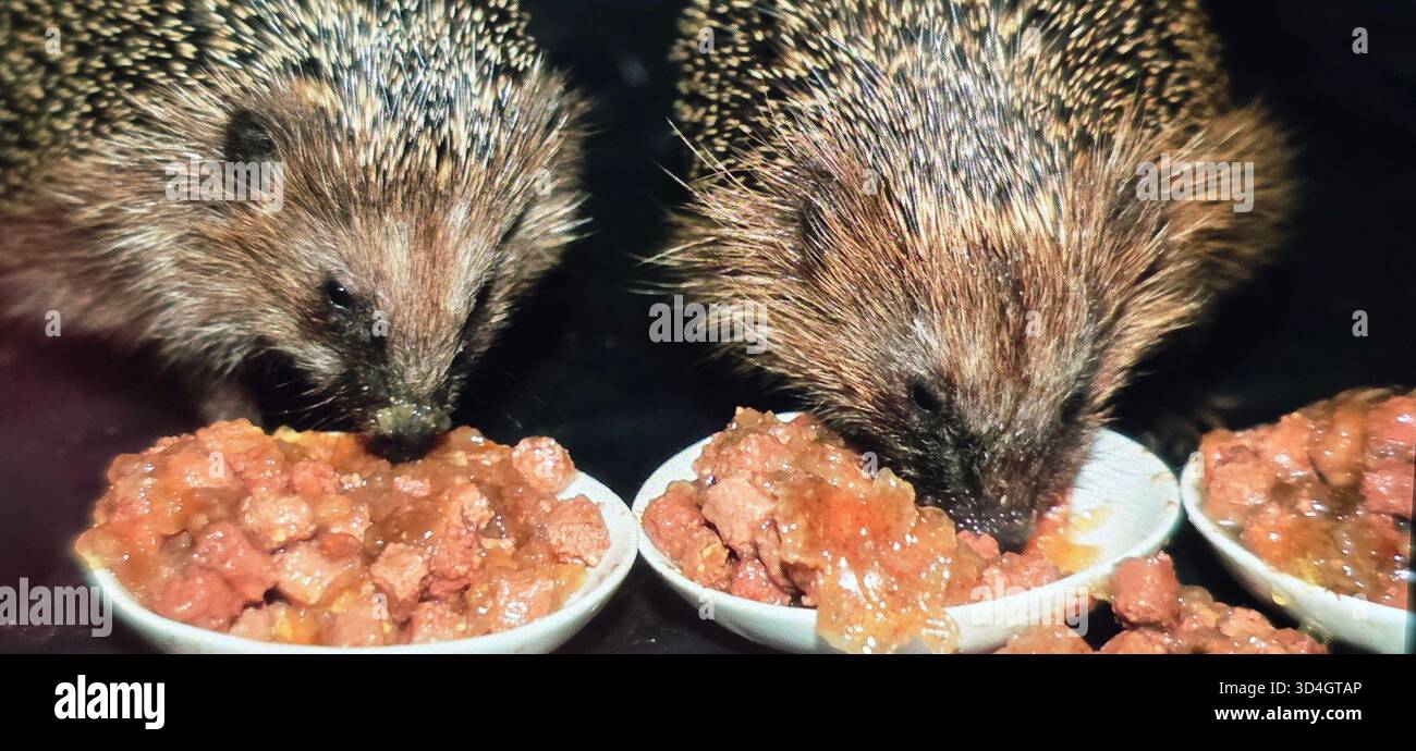 Two hedgehogs are enjoying their meal from small bowls filled with pet food, creating a warm and inviting atmosphere in the scene. - Smartphone Captured Stock Image