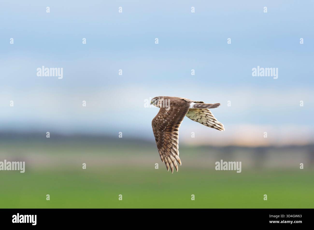 1cy female hen harrier hi-res stock photography and images - Alamy