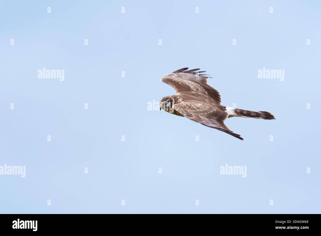 1cy female hen harrier hi-res stock photography and images - Alamy