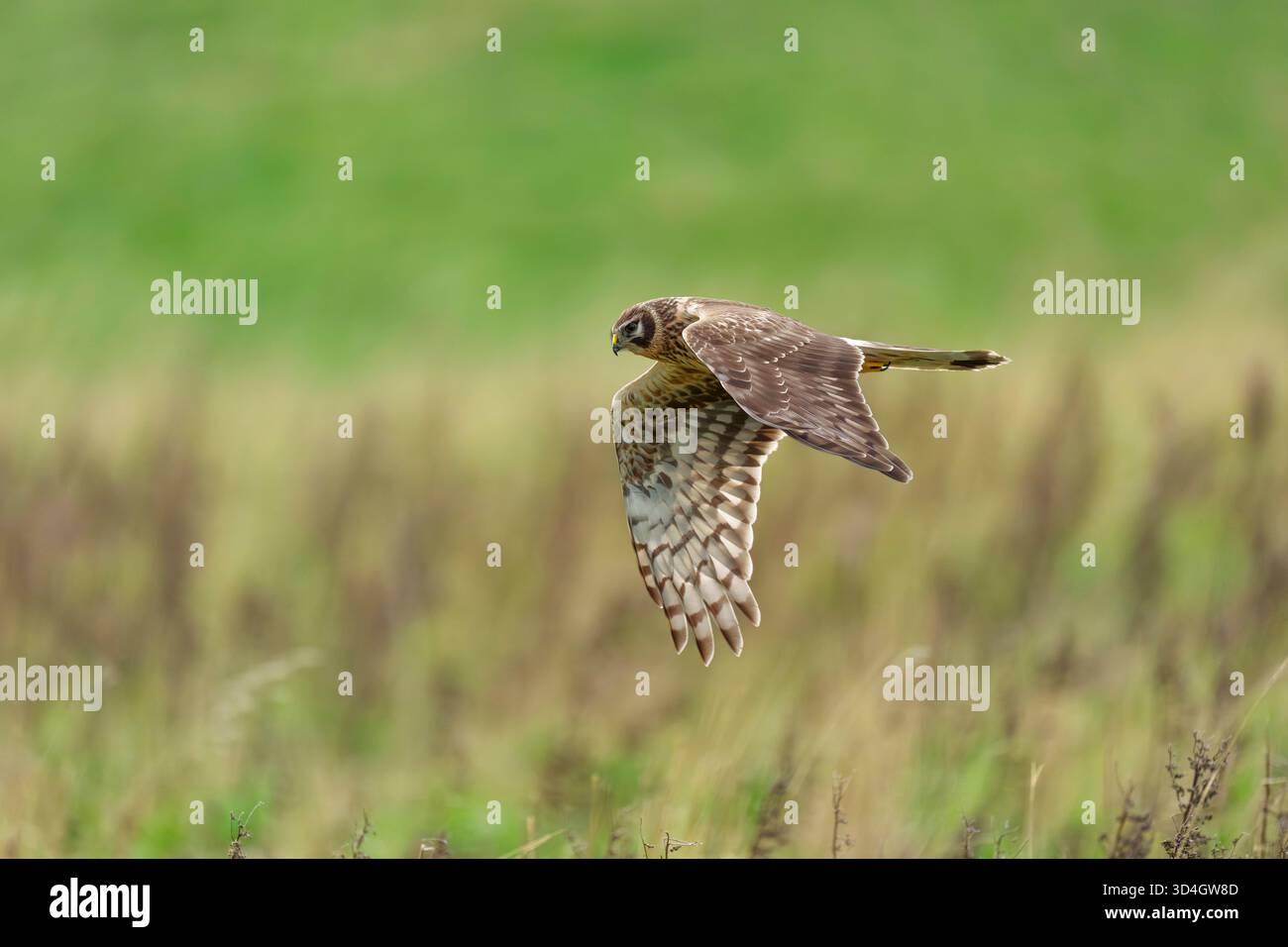 1cy female hen harrier hi-res stock photography and images - Alamy