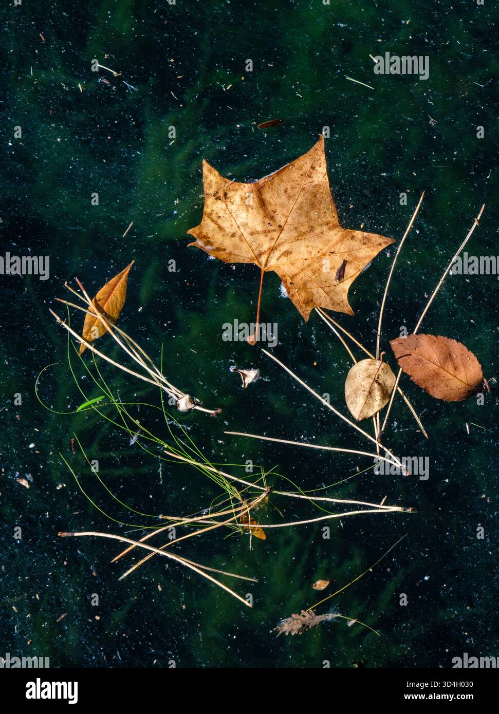 Fall leaves and stems floating on water Stock Photo