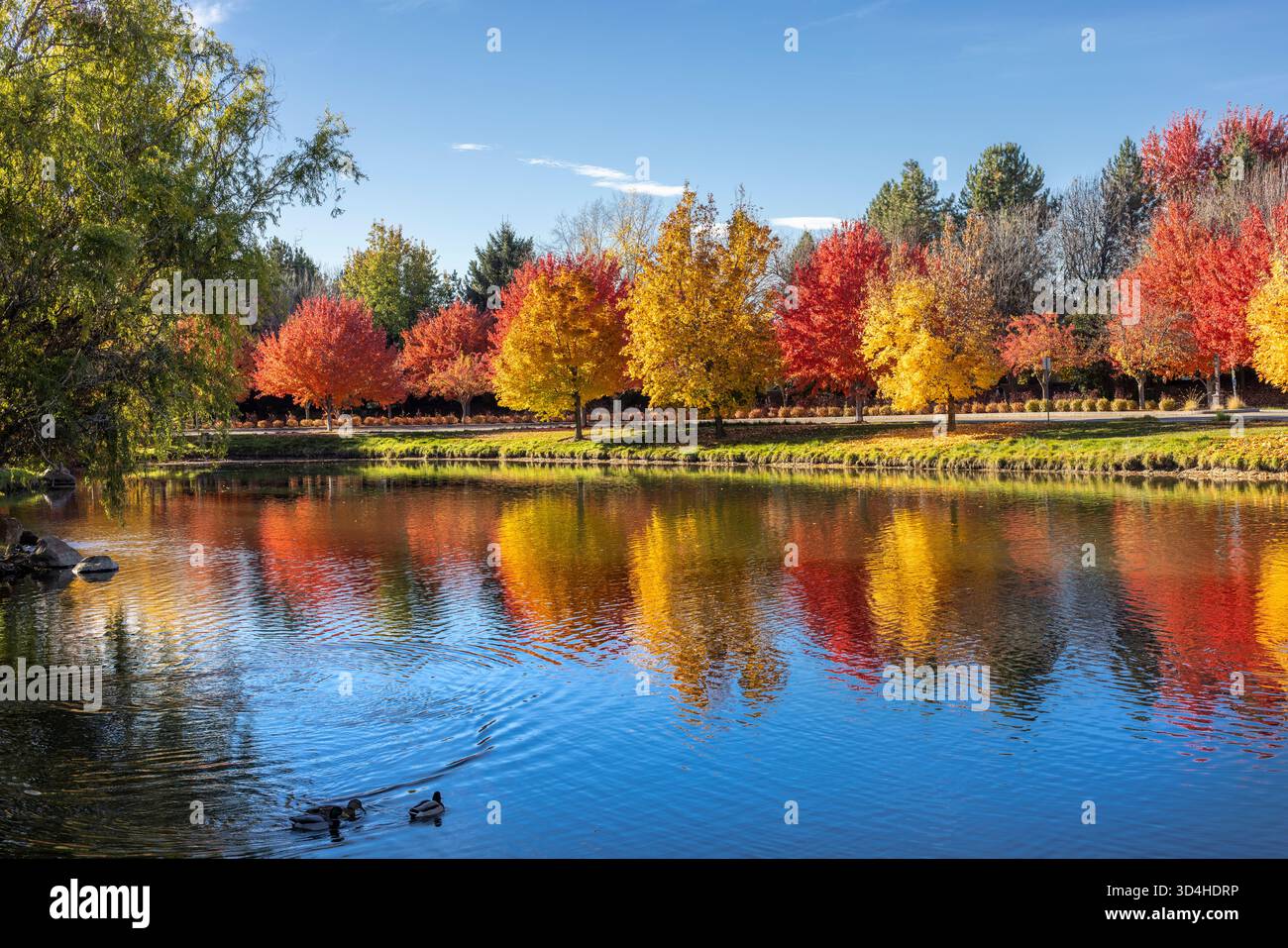 falling leaves Stock Photo