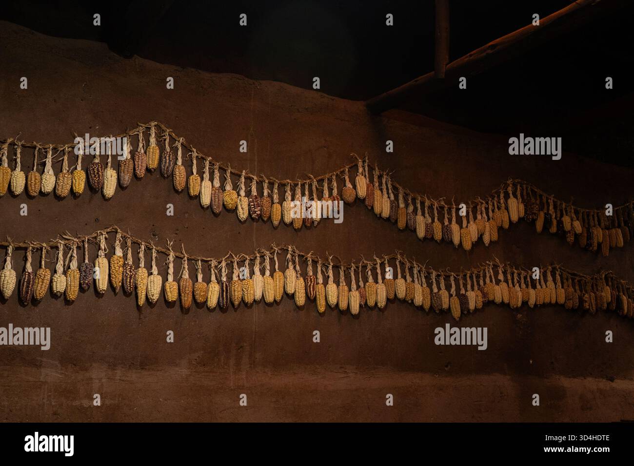 Multi-colored corn cobs hanging to dry on an adobe wall in Pisac. Pisac, Cusco Region, Peru, 2025-05-30. Stock Photo