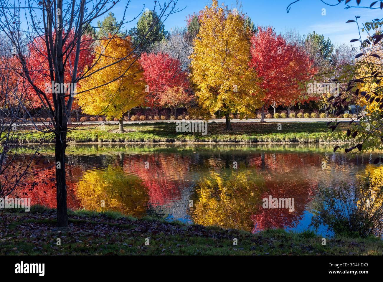 falling leaves Stock Photo