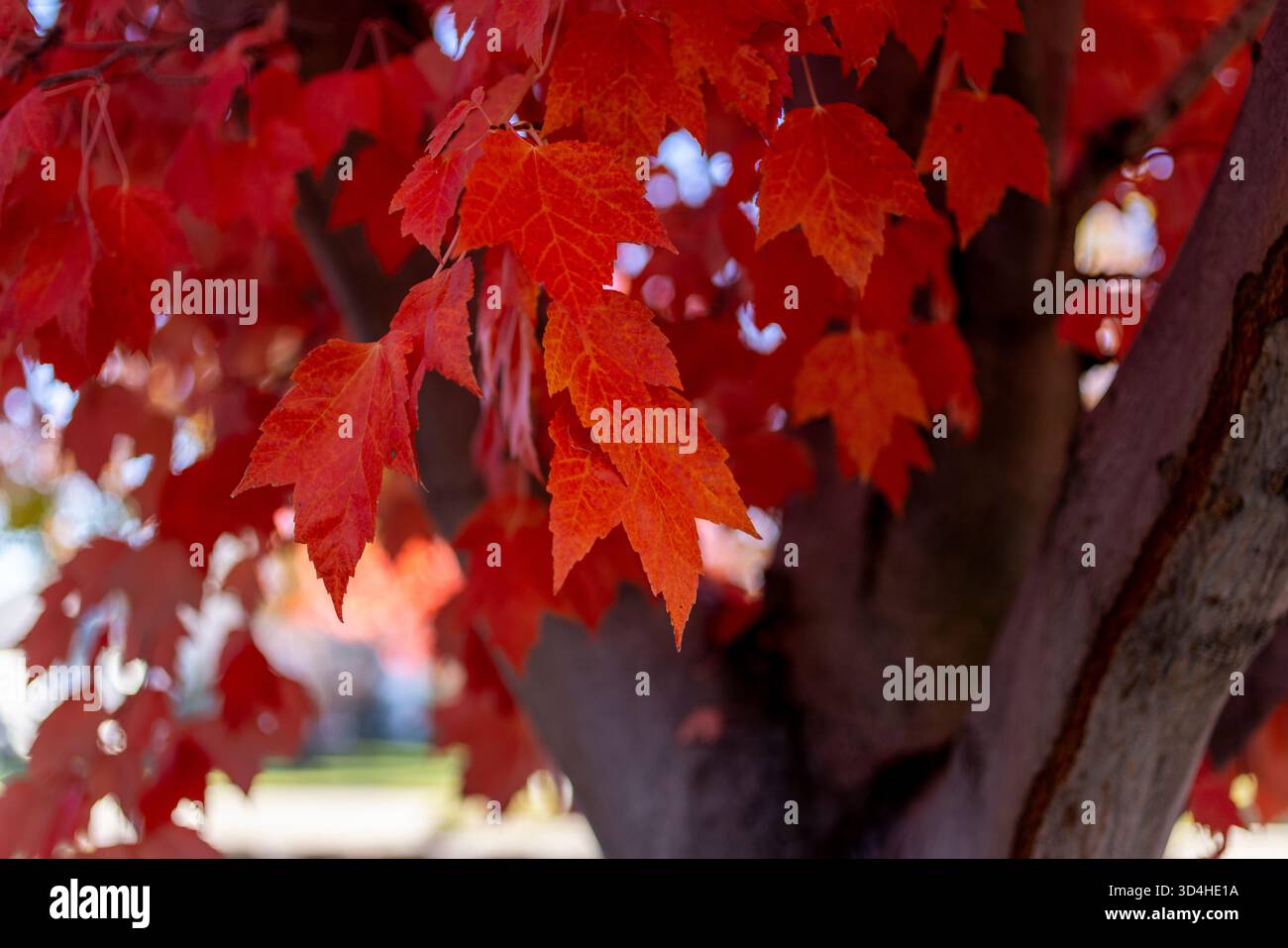 falling leaves Stock Photo