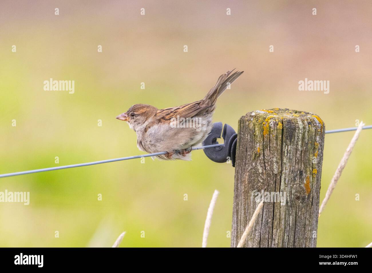 A sparrow Stock Photo