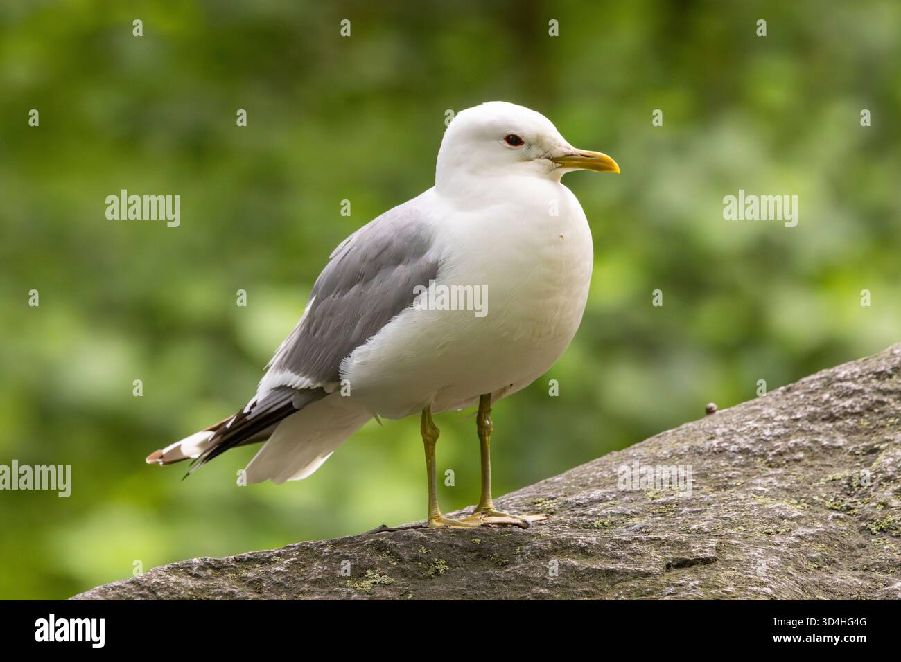 A herring gull Stock Photo