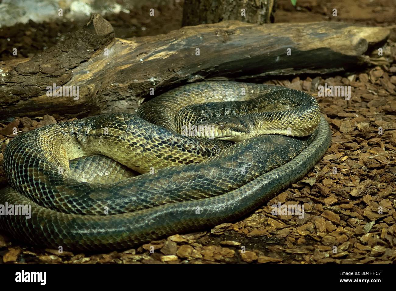 The Australian scrub python, the largest snake of Australia Stock Photo ...
