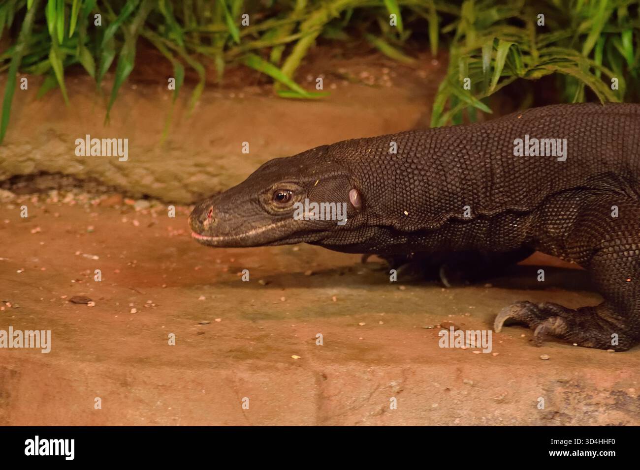Large southeast asian species hi-res stock photography and images - Alamy