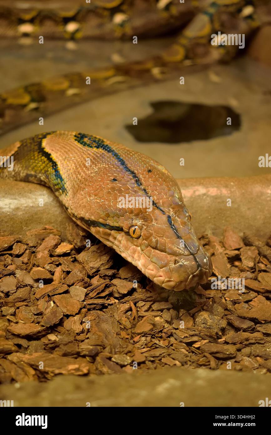 Reticulated python, the longest snake in the world from Southeast Asia ...
