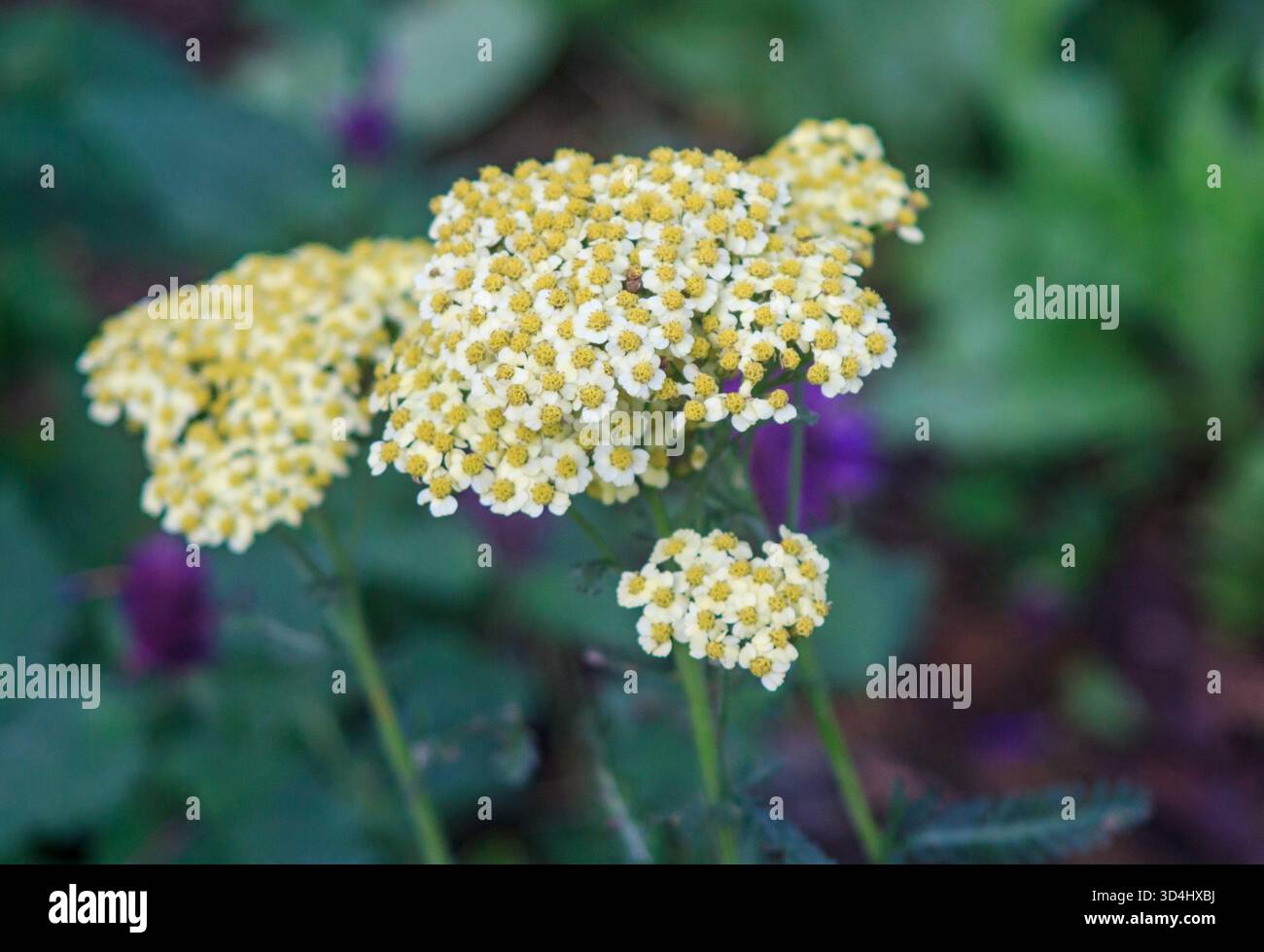 11 November 2025. Achillea Millifolium (Yarrow) variety growing in a Garden in Norther Ireland in early winter. Stock Photo