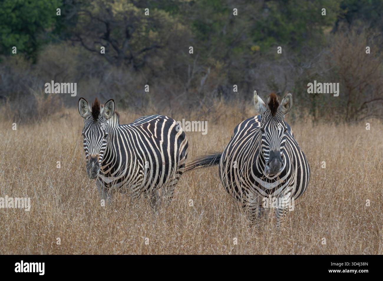 Zebra on alert standing in long grass Stock Photo - Alamy