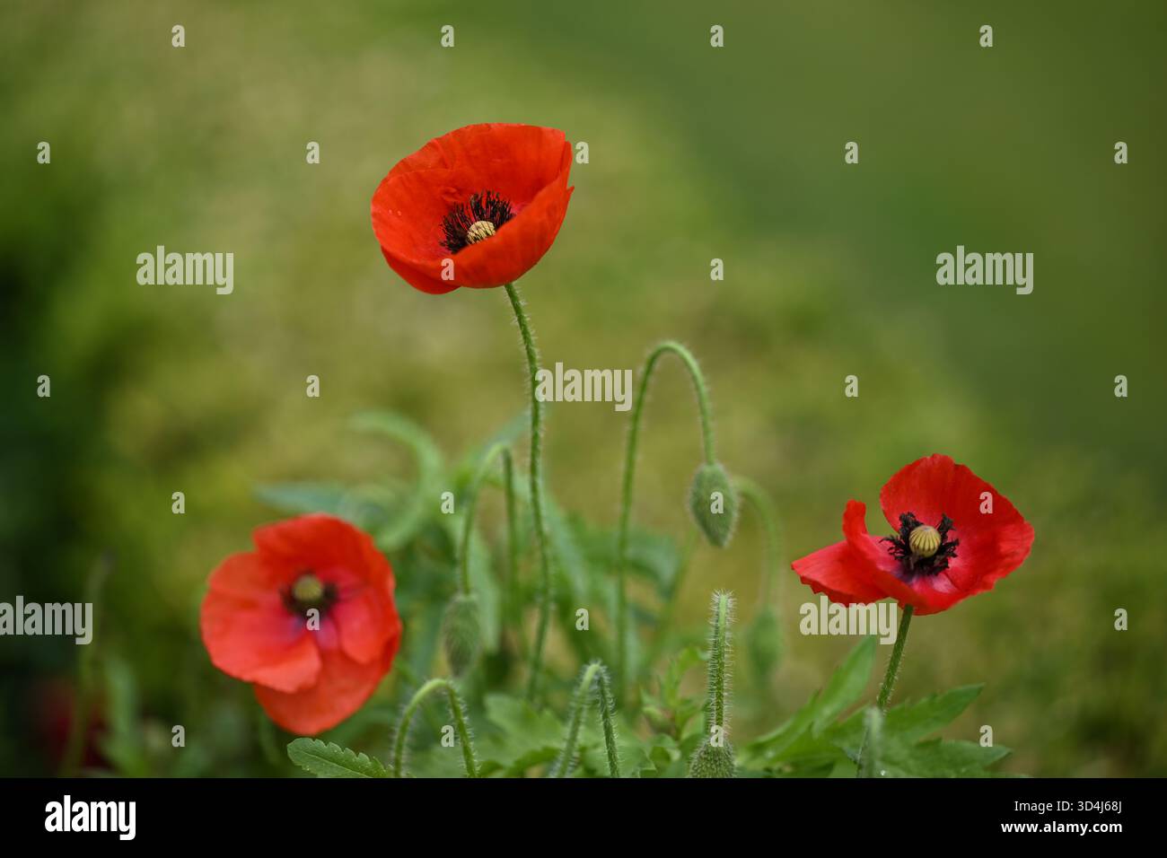 Poppy flowers are seen during the Remembrance Day service at the Shrine ...
