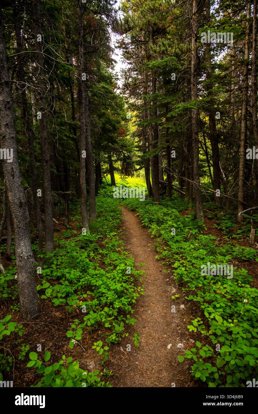 Bright Green Ground Cover Flanks Trail Thruogh Foreset in Glacier ...