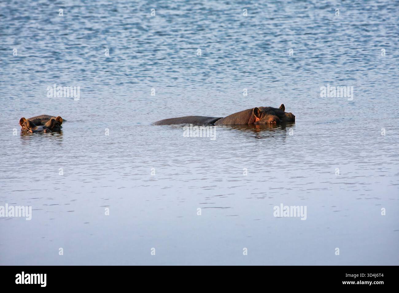 hippos partially submerged in water. Two Hippopotamus amphibius in the ...