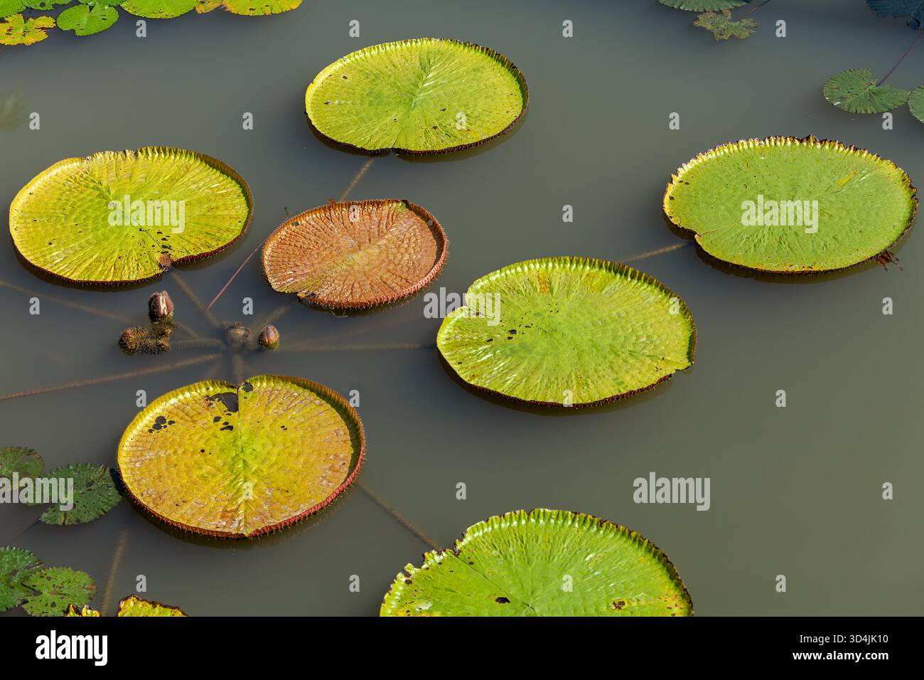 Lotus leaf floating on water, green Lotus leaf in a pond Stock Photo ...