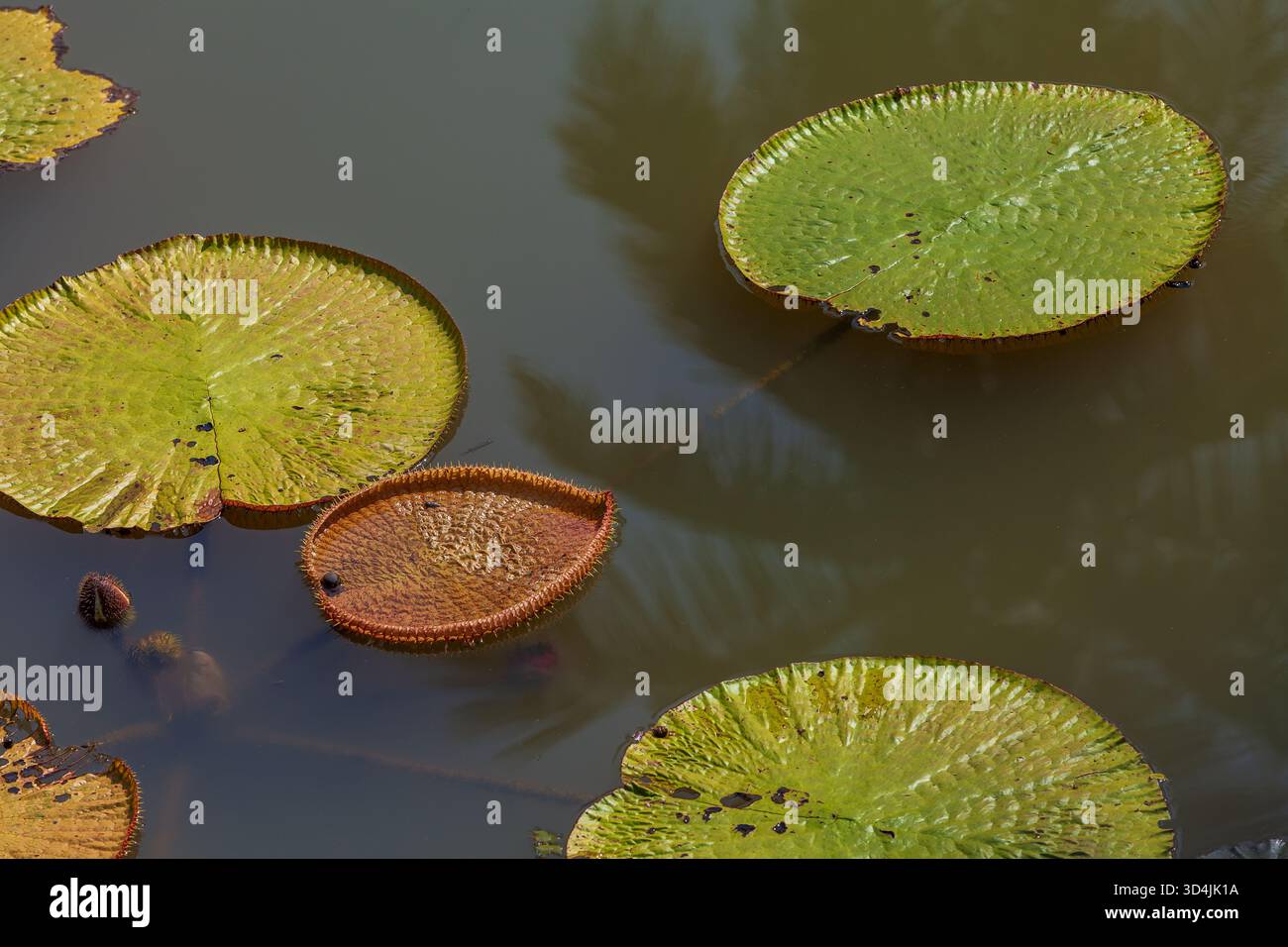 Lotus leaf floating on water, green Lotus leaf in a pond Stock Photo ...